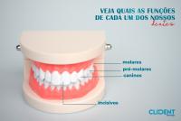 Veja quais as funções de cada um dos nossos dentes